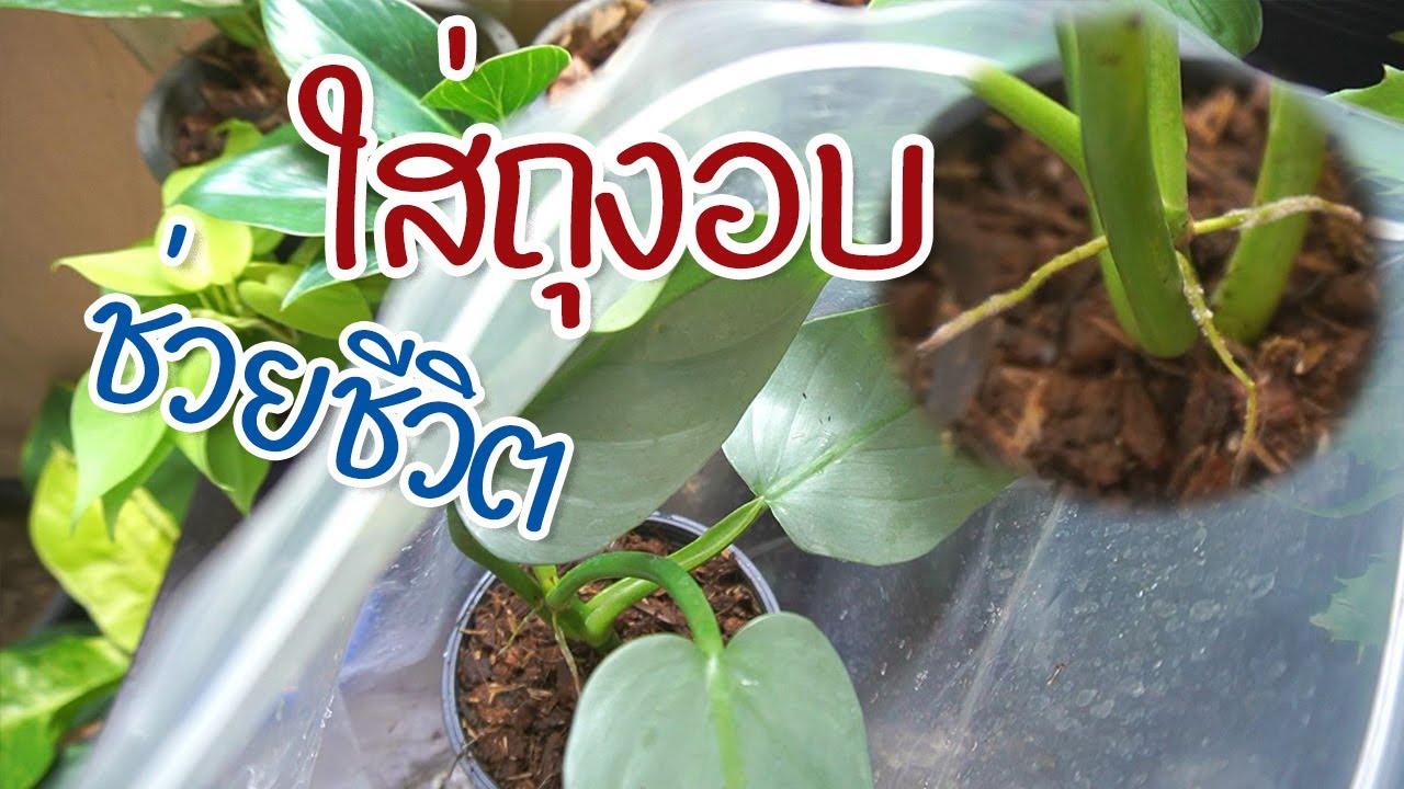 วิธีขยายพันธุ์แบบใส่ถุงอบ กู้ชีพต้นไม้  #วิธีอบต้นไม้ในถุงระบบปิด