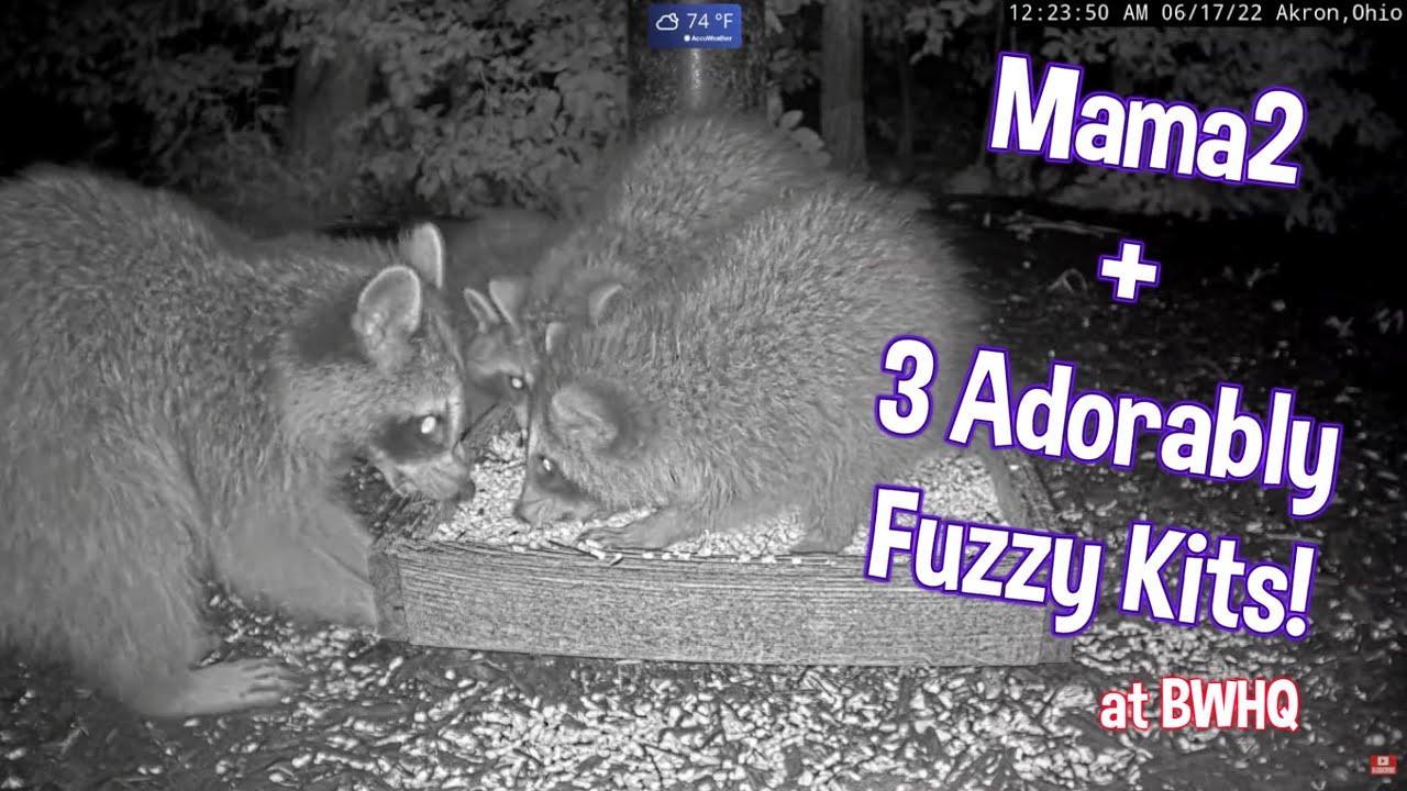 Mama2 + 3 Adorably Fuzzy Kits at BWHQ - 6.17.22