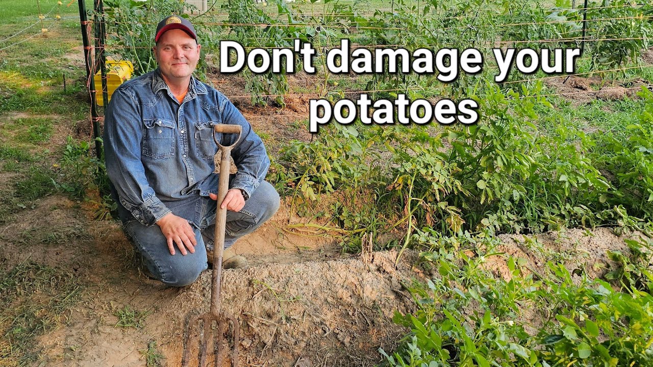 Beginners, the best way to dig potatoes.