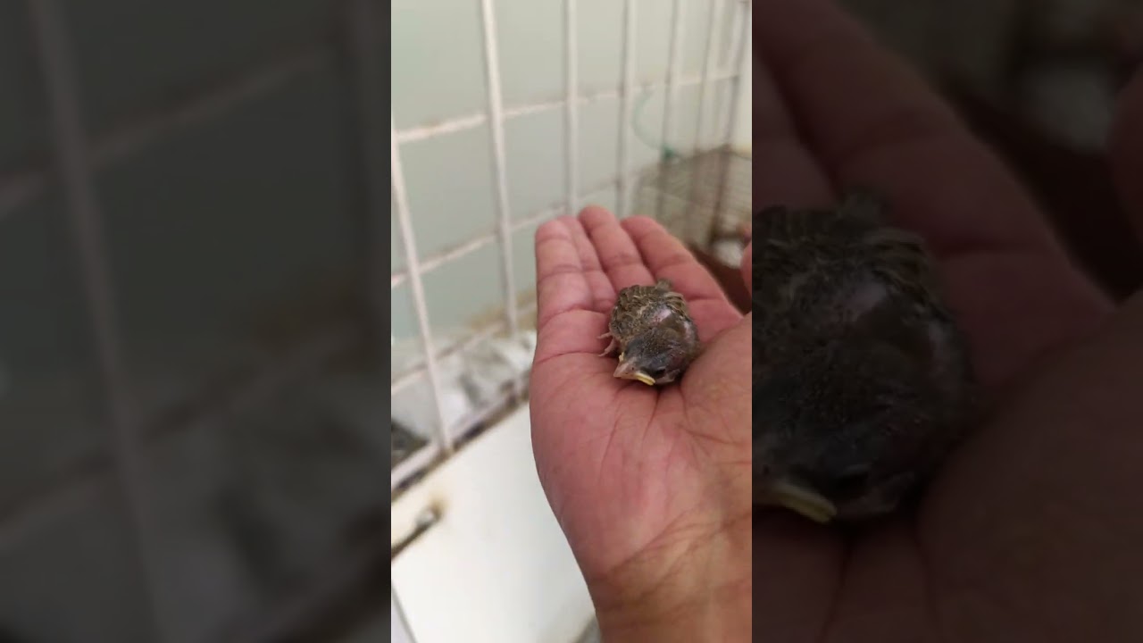 Sparrow baby fallen from the next today and we kept in a new home 🏡 her mother was  searching fo