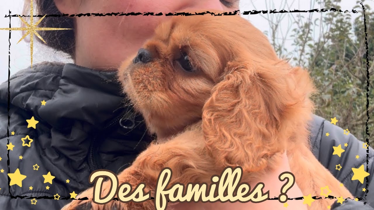 DES CŒURS À PRENDRE #cavalierkingcharles #chihuahua #teckel #chiots #cheval 