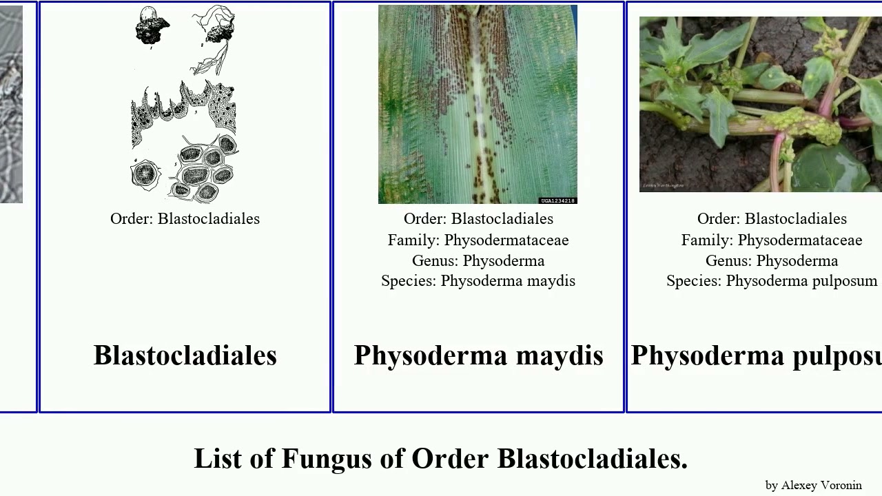 List of Fungus of Order Blastocladiales. maydis Physoderma pulposum Frailach Jams Allomyces Jammy