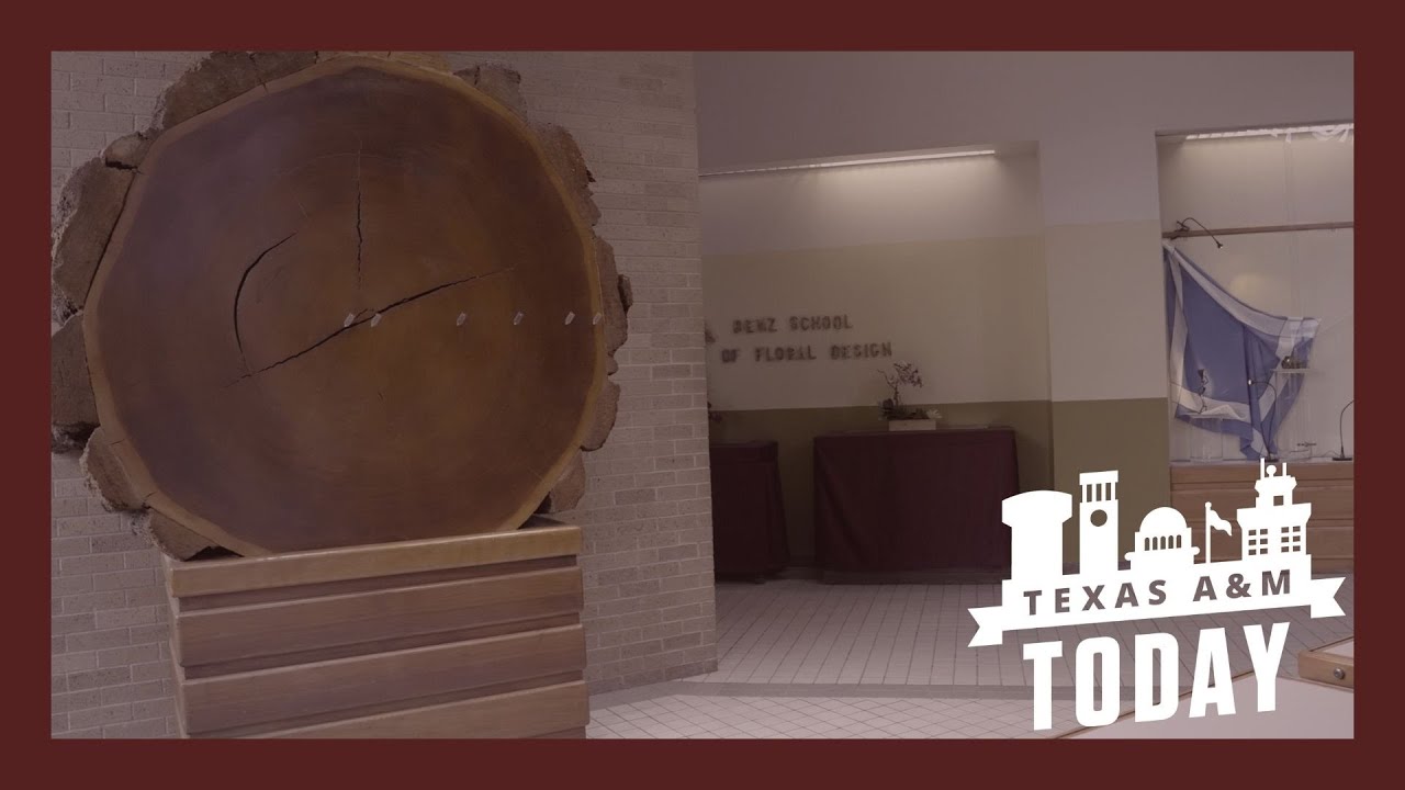 KAMU's Aggie Facts: Big Redwood | Texas A&M Today