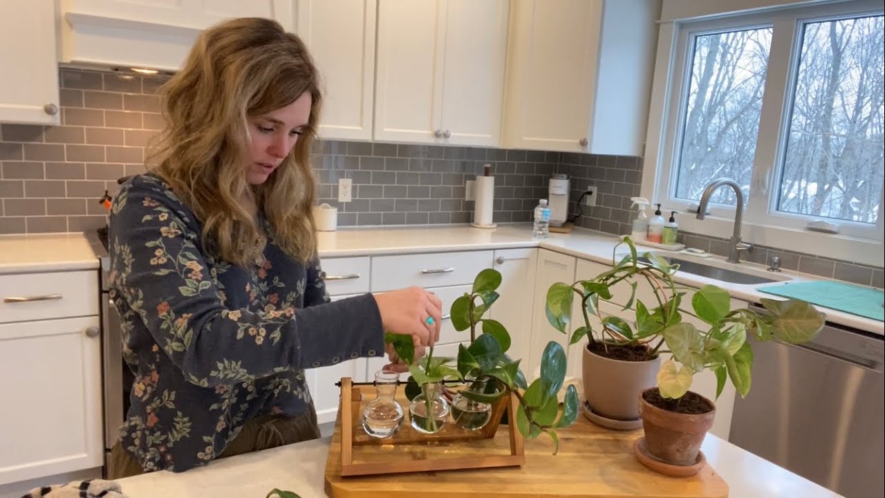 Planting Water Propagated Houseplants and Staring Some New Ones!