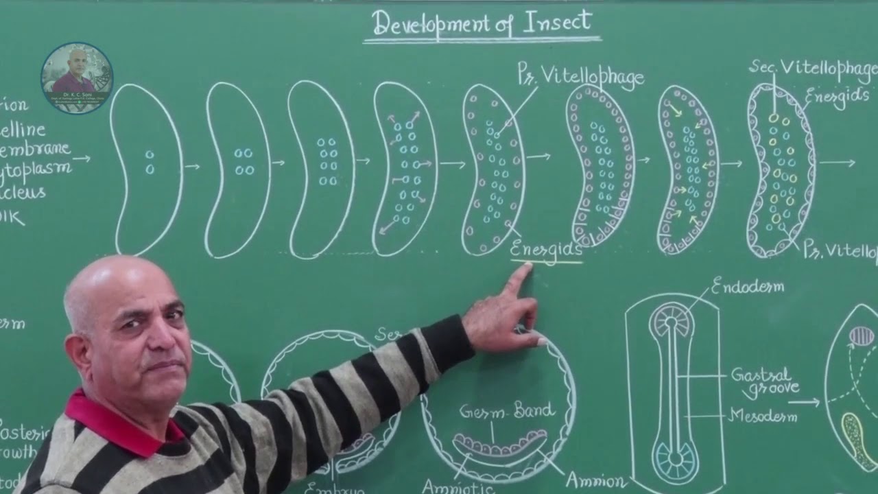 EMBRYONIC DEVELOPMENT OF INSECT