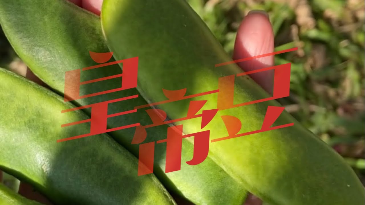 什麼是「皇帝豆」？有什麼好處呢？