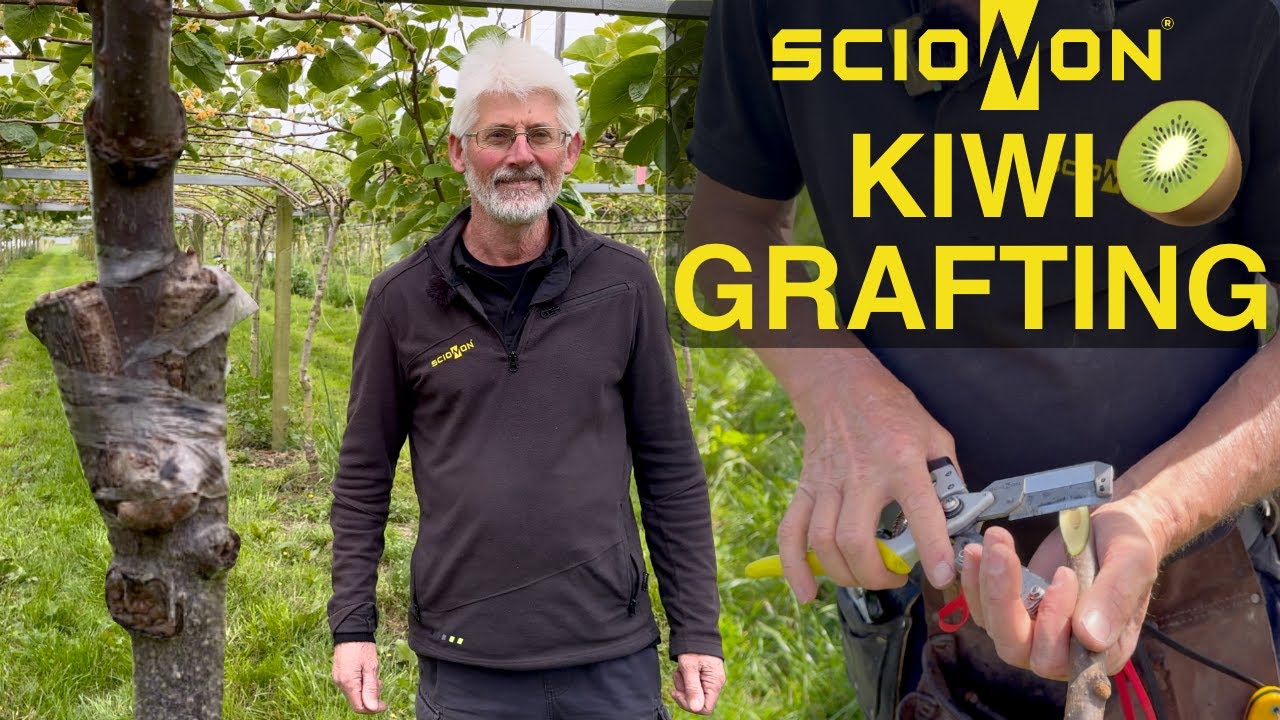 Kiwi Grafting using Scionon Grafting Tools