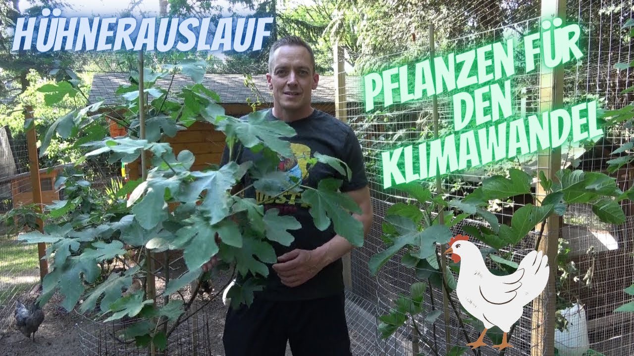 Hühner Tipp 34 - Hühnergehege - Pflanzen für den Klimawandel - Grün trotz Trockenheit