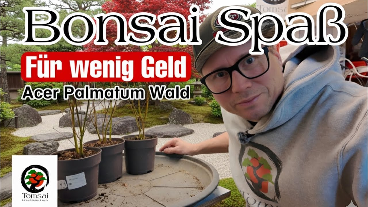 Лесной проект Acer Palmatum Bonsai до 10 евро, Бонсай 6/26