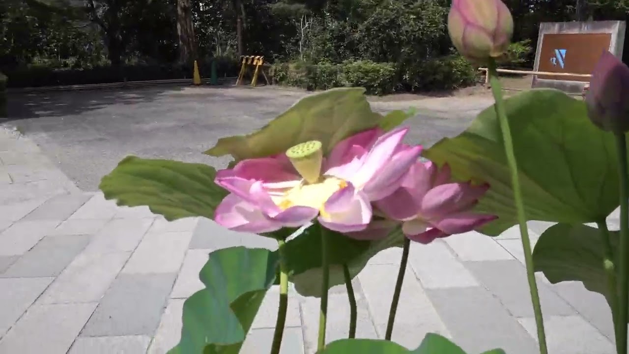 全国花のある風景　平等院　宇治市