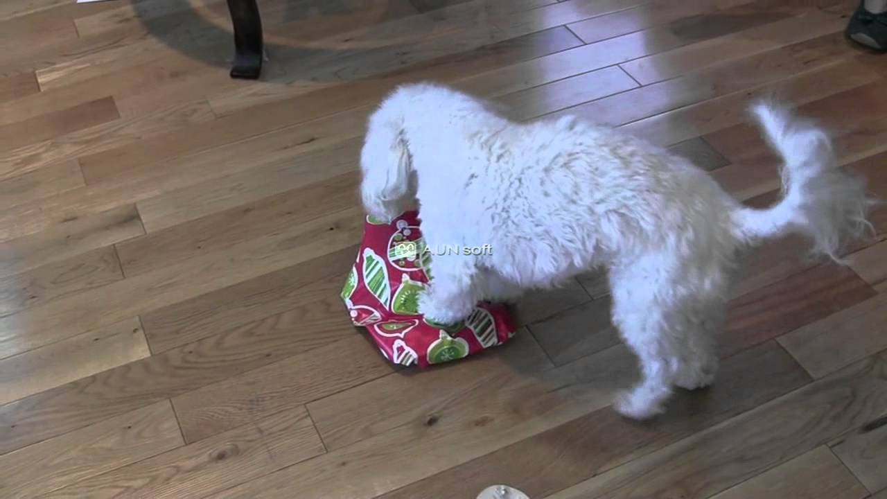 My Dog Unwrapping a Christmas Present
