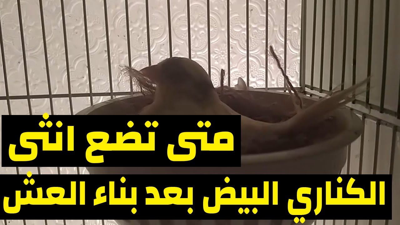 متى تضع انثى الكناري البيض بعد التلقيح