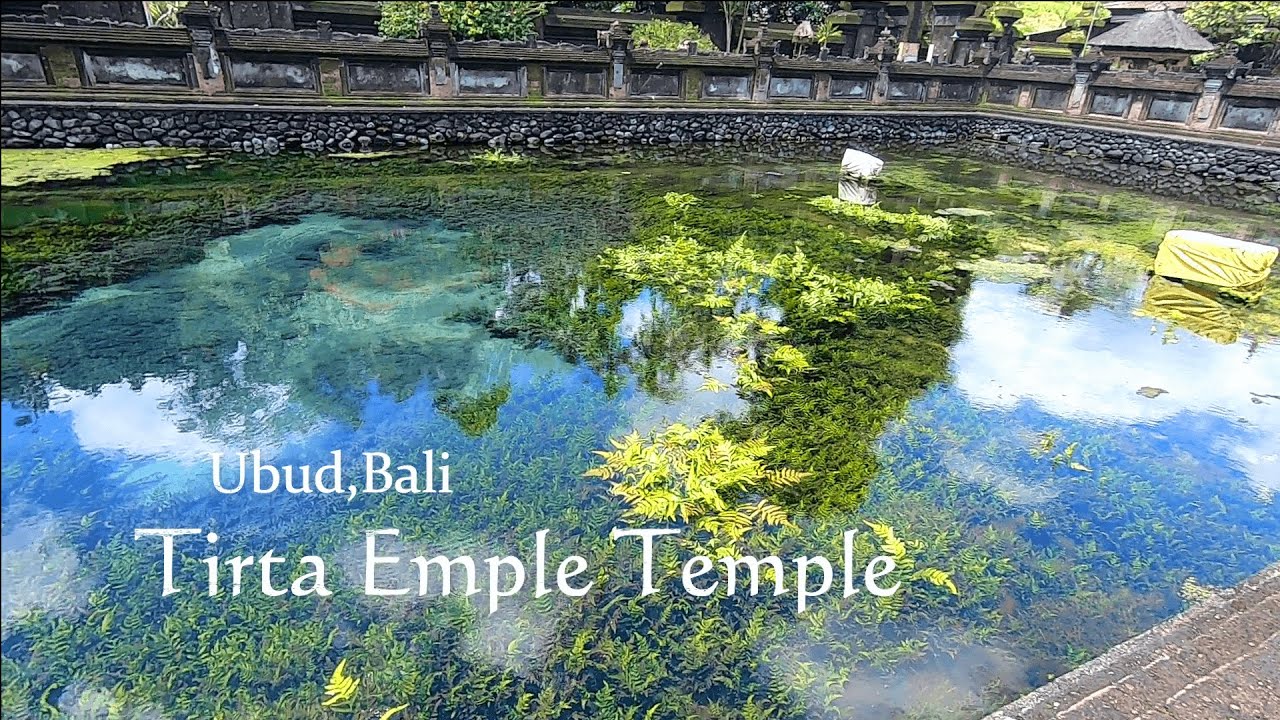 【🇮🇩バリ島 ウブド🇯🇵】ティルタウンプル寺院🛕ライステラス🌾