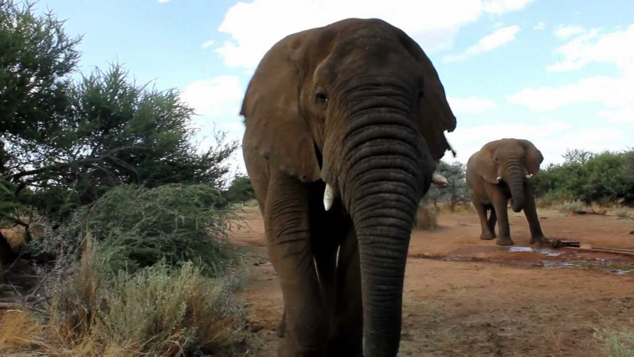Jan Oelofse - Okonjati Game Reserve