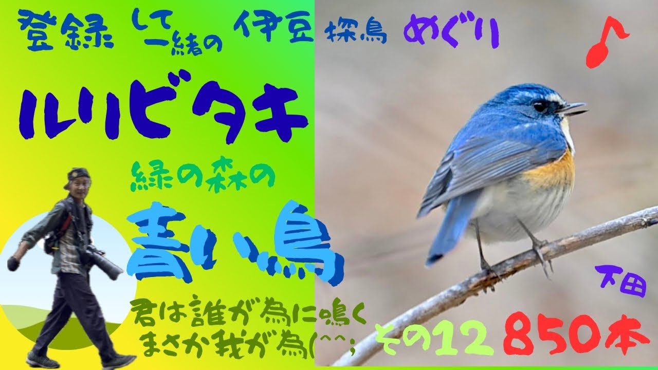 山の森はとても大きく　ルリビタキの青は時に小さな点です