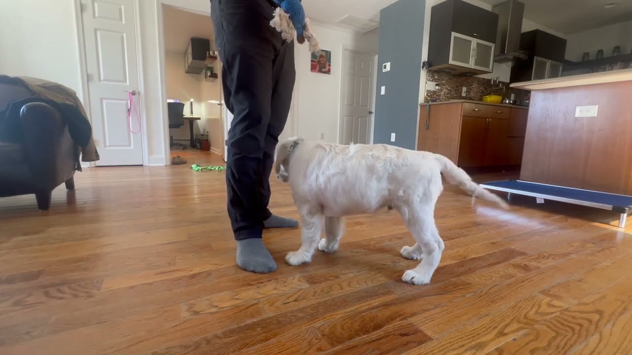 English Cream Retriever Drop It Command And Impulse Control