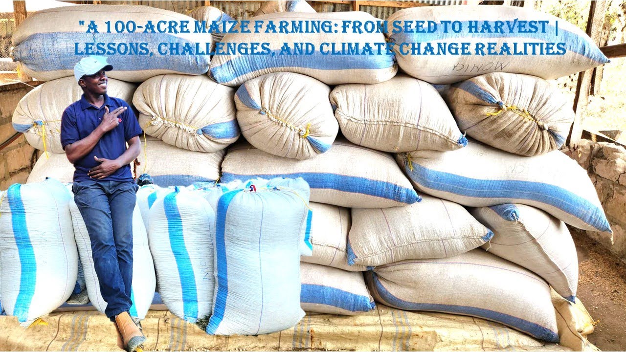 A 100-Acre Maize Farming: From Seed to Harvest | Lessons, Challenges, and Climate Change Realities