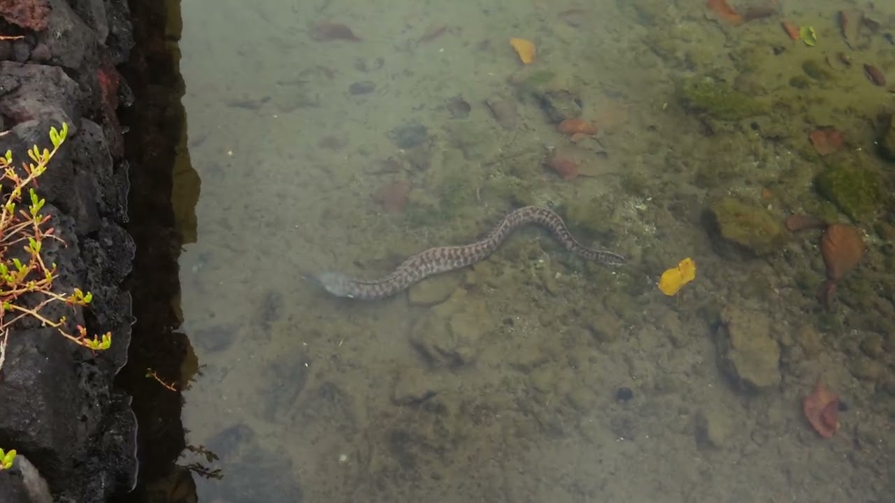 moray eel at the fish ponds at Mauna Lani