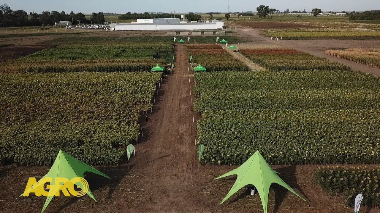 Del campo a la energía: Los cultivos de Nufarm que apuestan al futuro del agro (#1166 2025-12-12)