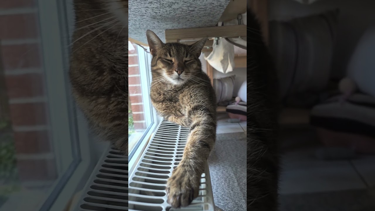 Katterm&auml;usi clings to his radiator