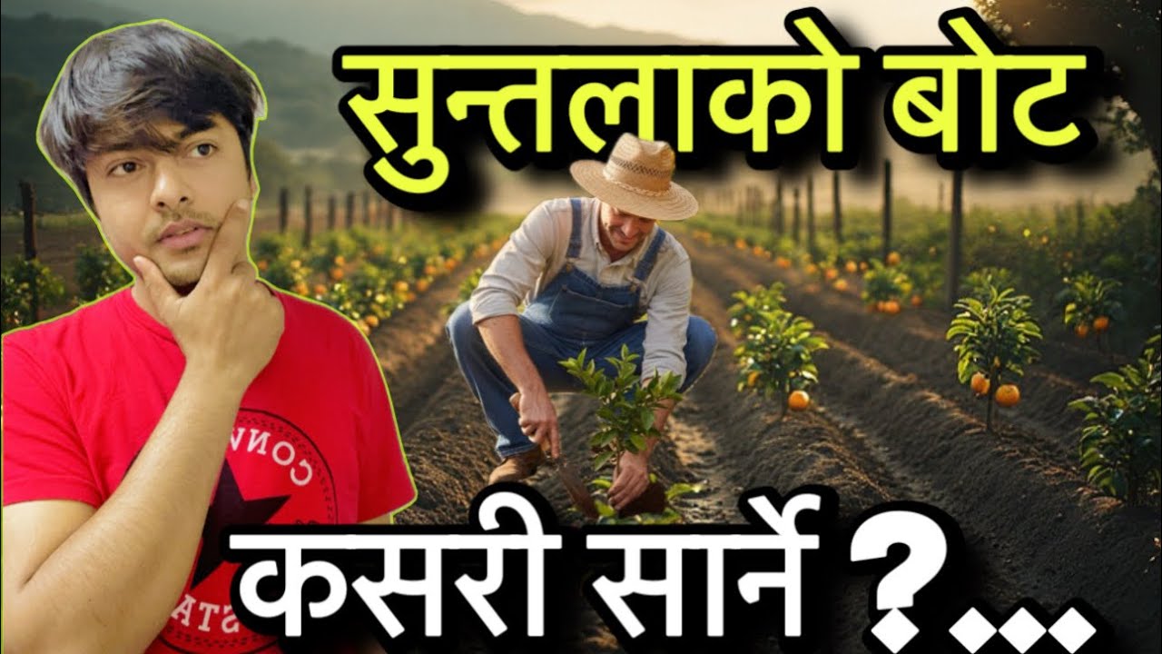 How to plant Orange and Lemon tree? सुन्तला र कागतिको बिरुवा कसरी सार्ने?  