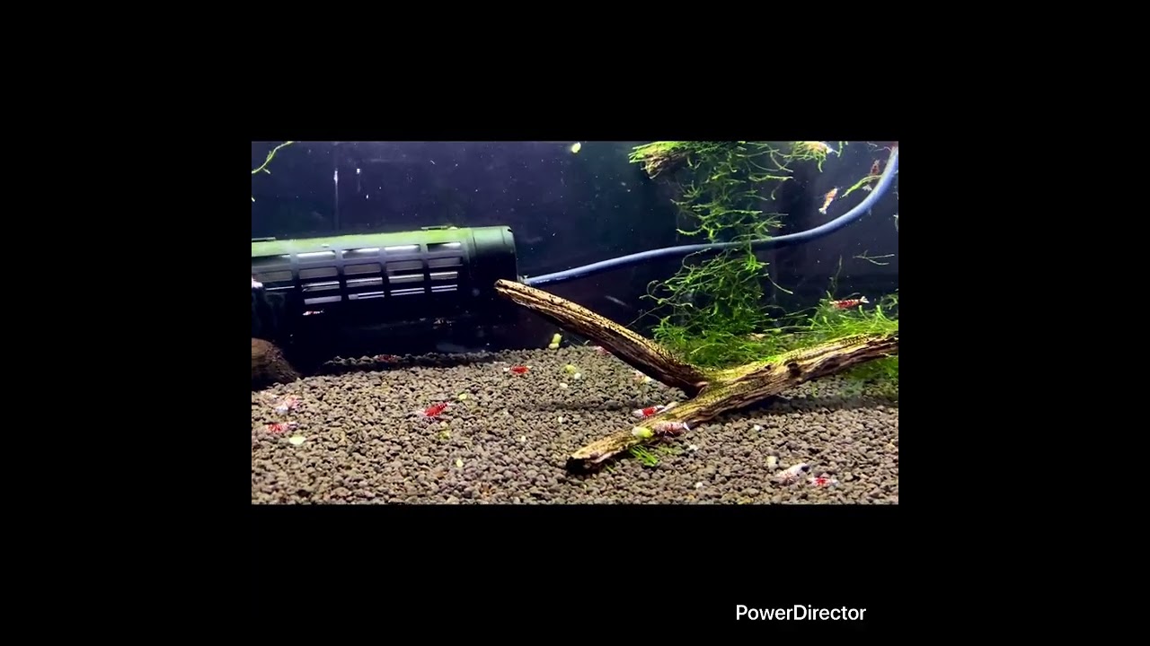 お久しぶりの動画でごさいます　#金魚 #ランチュウ#シュリンプ #アクアリウム #aquarium #メダカ #水槽