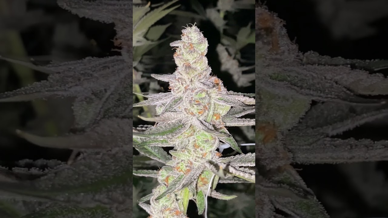 Glitter Bomb Cannabis Strain