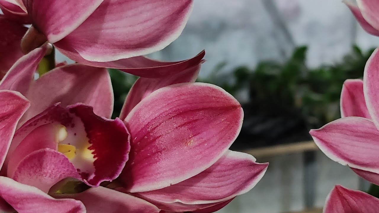 Vườn lan Berry đang phát trực tiếp!