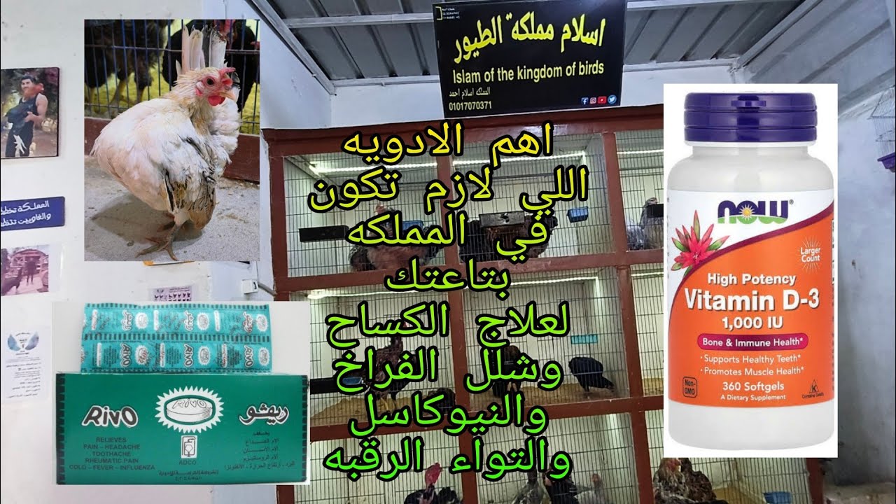 علاج النيوكاسل وشلل الدواجن: كيف تتخلص من التواء الرقبه والكساح وشلل رجل الفراخ نهائيا شوف العلاج 🐔