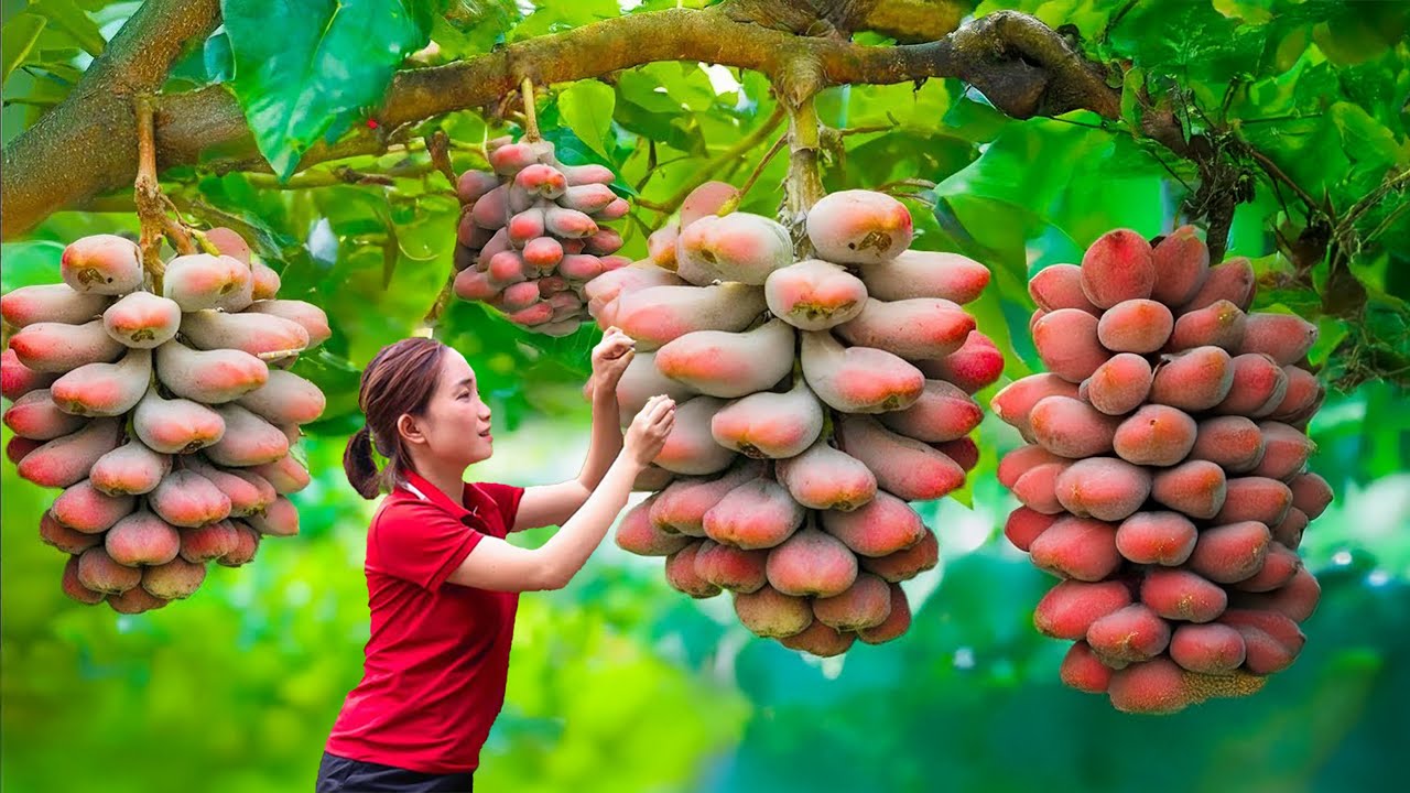 Women Harvest Burmese Hybrid Fruits for Eating – How to Build a Sturdy Burmese Trellis