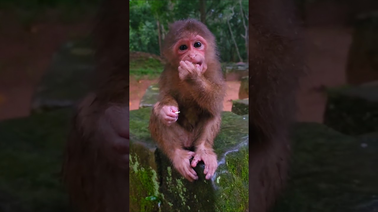 Amazing Cuties Monkey Eating Lotus