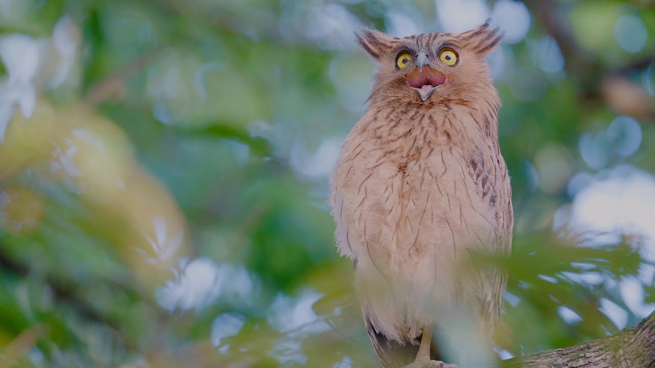 Buffy Fish Owl in 4k lowlight. GH5s