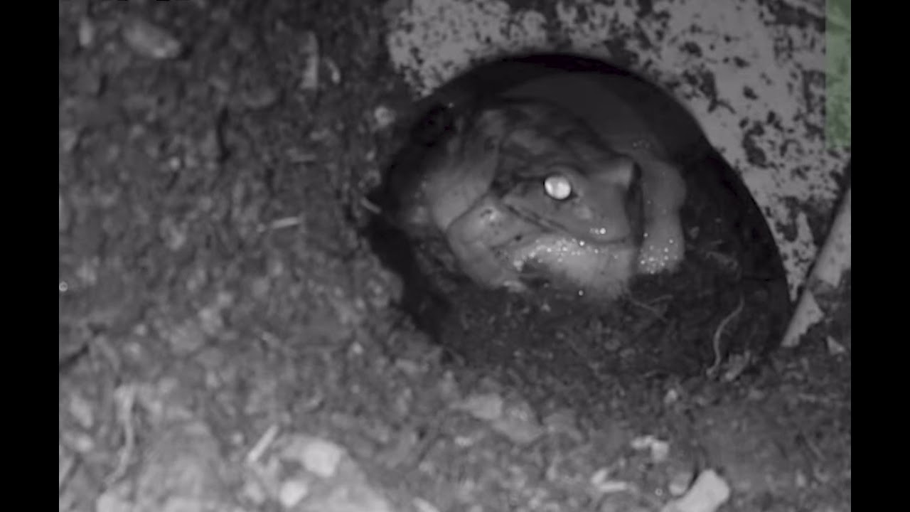 mountain chicken frog feeding tadpoles