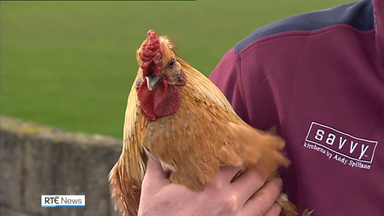 Hurling final