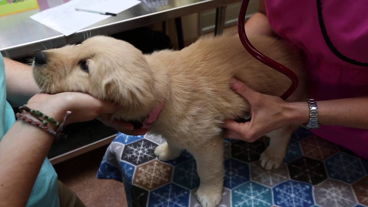Leader Dog Canine Development Center