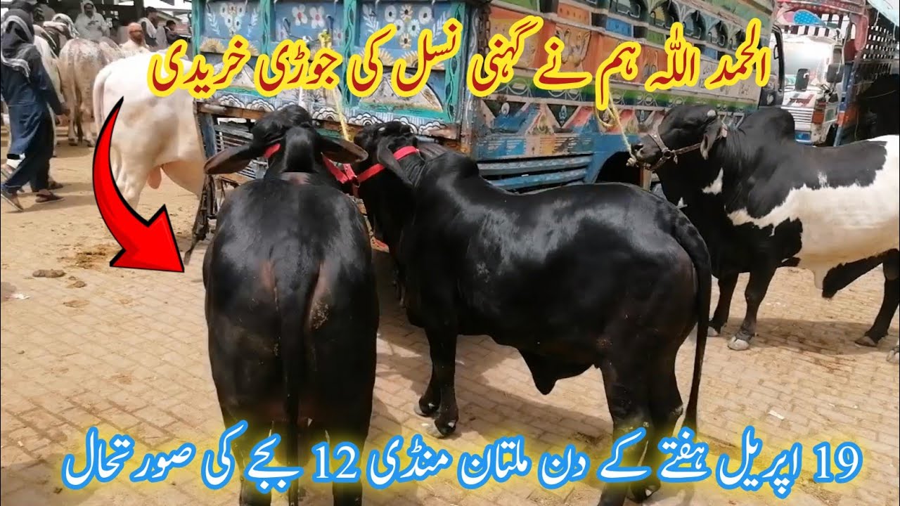 Multan Cow Mandi || Allamdulliah Hum Buy Ki Ghani Bachra Bachri Black ||@MultanAnimalLovers