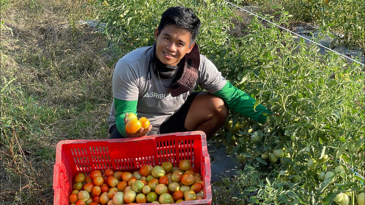 PANO MALALAMAN ang SILAY at HALF RIPE TOMATO for HARVEST?