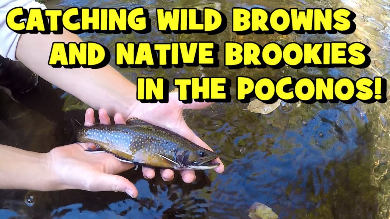 AMAZING EXPERIENCE: Searching for WILD & NATIVE Trout! (2019 Poconos Trip: EP 1/2)