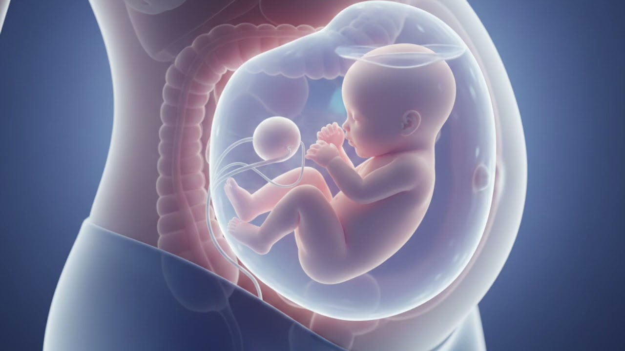 THE SOUND OF THE MOTHER'S WOMB THAT CALMS AND PUTS CHILDREN TO SLEEP.