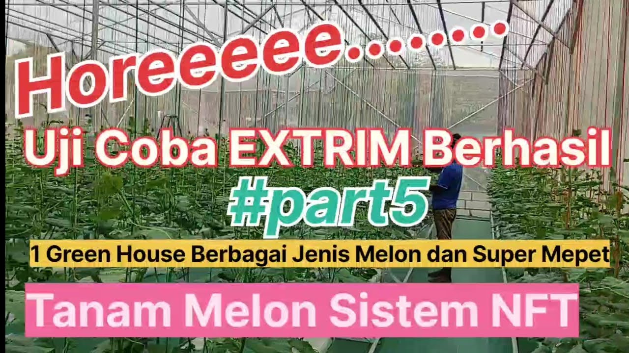 SANTANI GREEN HOUSE: Tanam Melon Sistem NFT #part5 Masa Vegetatif Sukses #InfoRagamPertanian