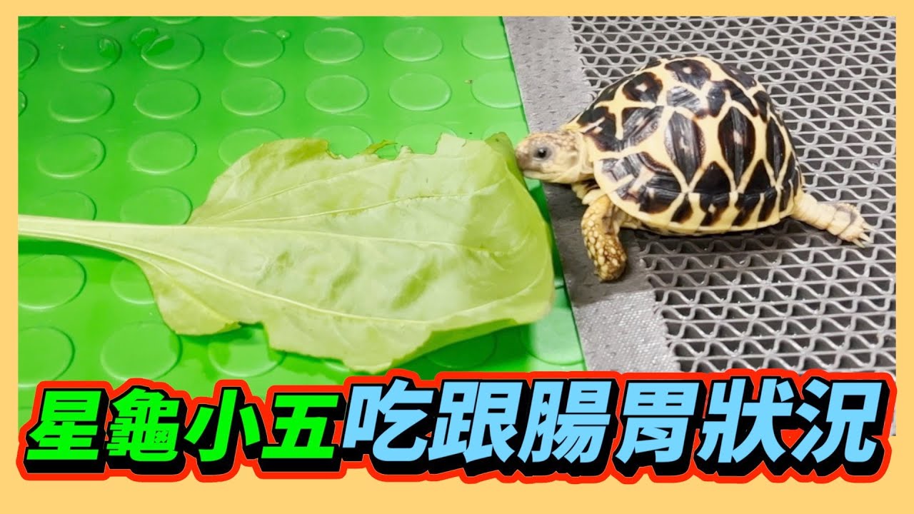 【星龜】印度星龜日常生活326~星龜小五吃與腸胃狀況~