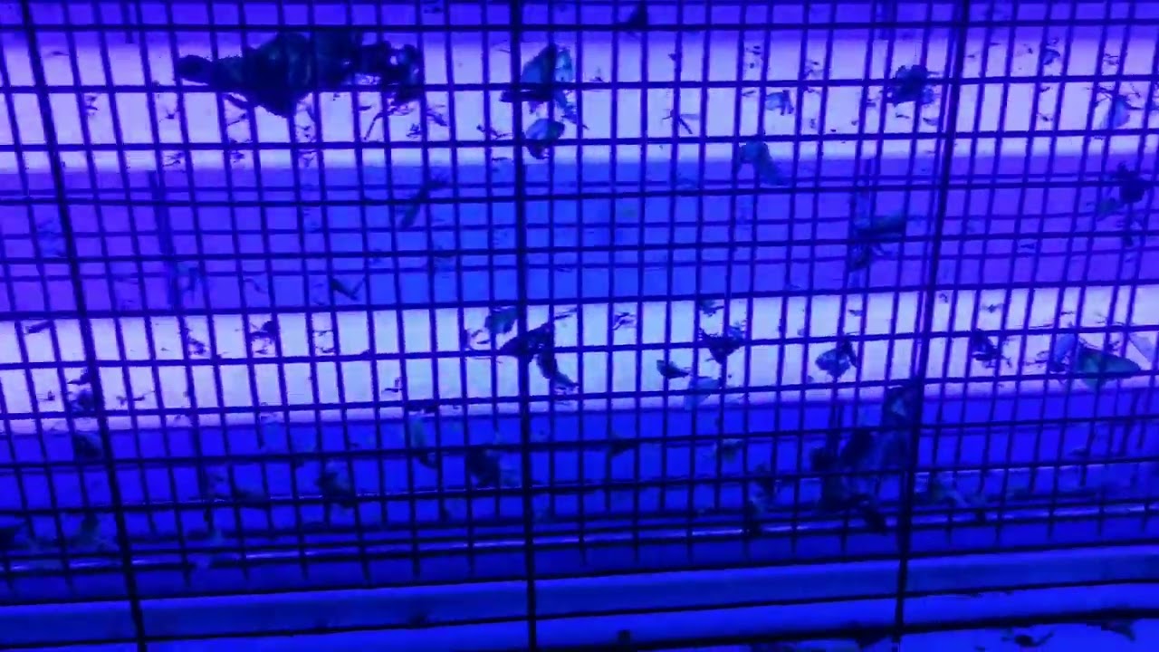 aparat anti insecte 2
