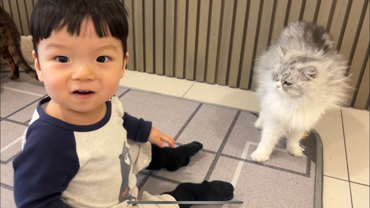 고양이 카페 간 13개월 아기🐈🐈‍⬛ 고양아 놀아줘서 고마워..