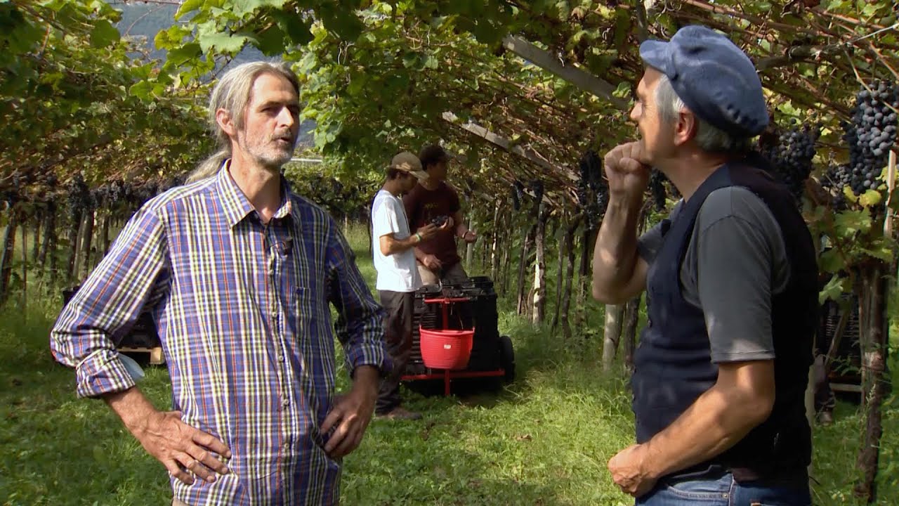 VALLAGARINA, VOLANO: EUGENIO E LA NEW AGE DEL MARZEMINO