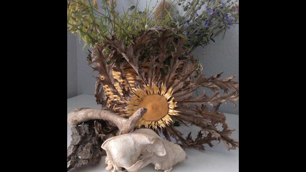 PLANTAS Y BRUJAS II