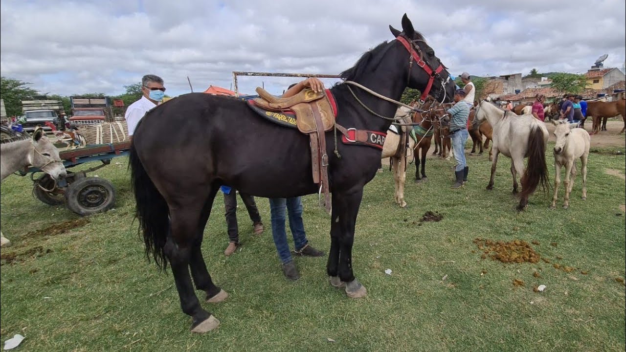 FEIRA DE CAVALOS DE BELO JARDIM PE