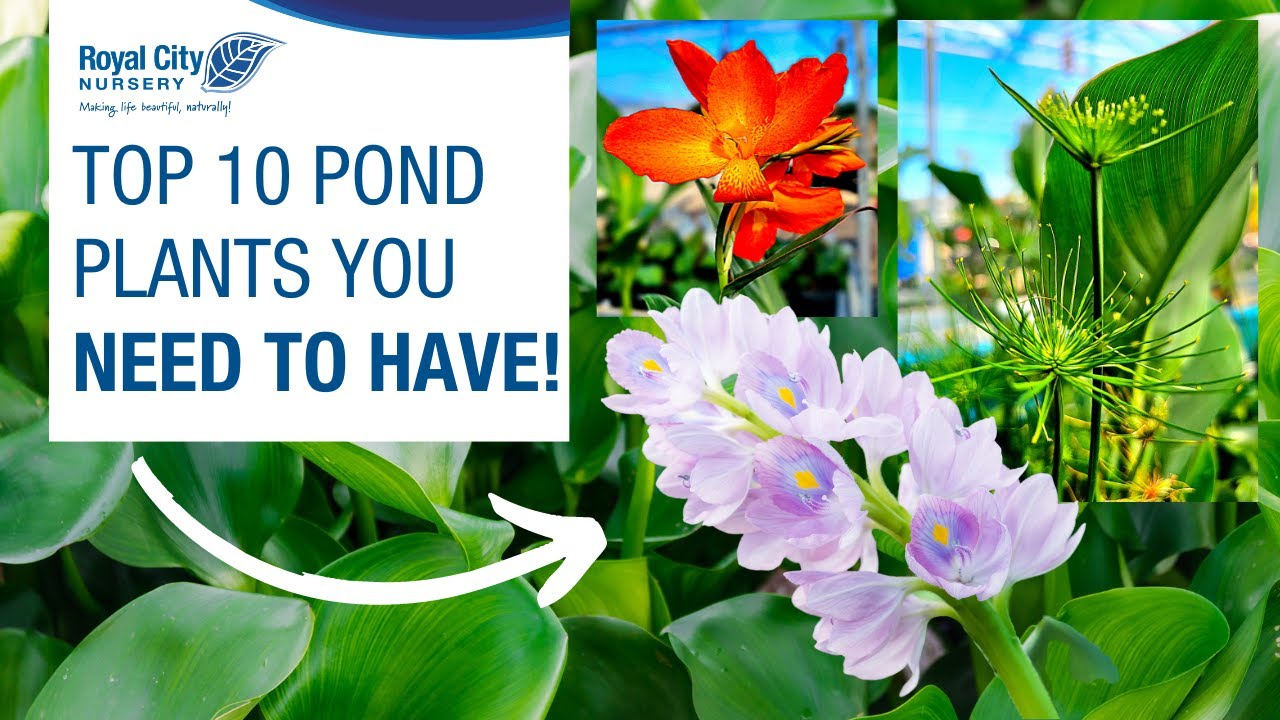 TOP 10 POND PLANTS YOU NEED TO HAVE!