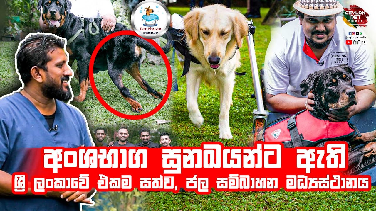 වාරු නැති අහිංසකයන්ට හිටගන්න වාරු දෙන  Pet Physio | Hydrotherapy Physiotherapy Water Therapy Petcare