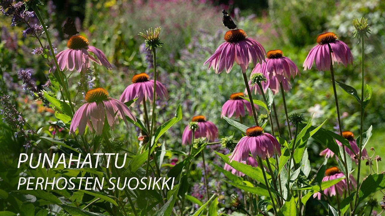Punahattu, perhosten suosikki 26 7 2024