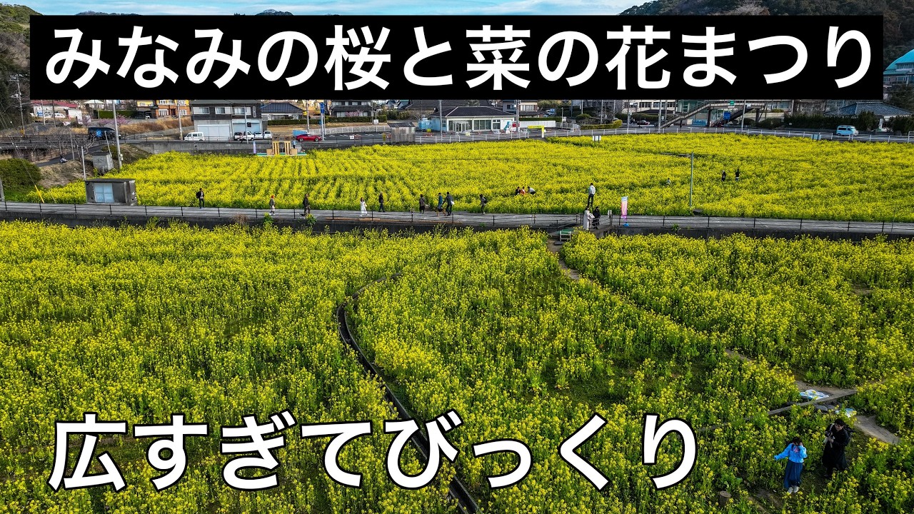 魔法のデッキ！憧れの黄色い絨毯の上を歩く！静岡県南伊豆・日野 元気な百姓達の花畑【ドローン男子空撮】